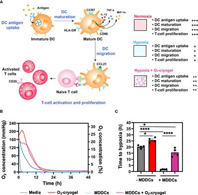 Biomaterial-assisted local oxygenation safeguards the prostimulatory phenotype and functions of human dendritic cells in hypoxia